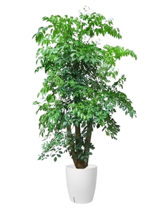 宁波鄞州花木租赁，价格超实惠，装点你的世界！