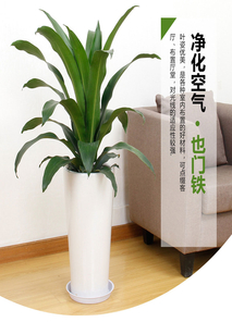 慈溪植物租摆设计